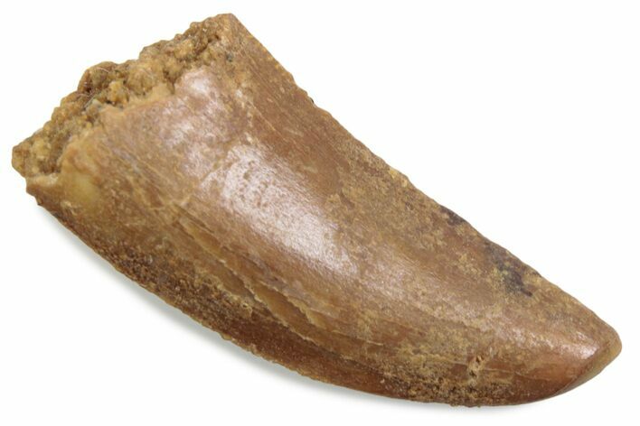 Raptor Tooth - Feeding Worn Tip #376526